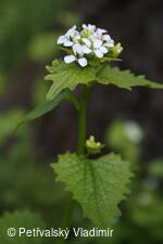 česnáček lékařský