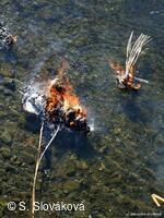 * Z DĚNÍ VE MĚSTĚ